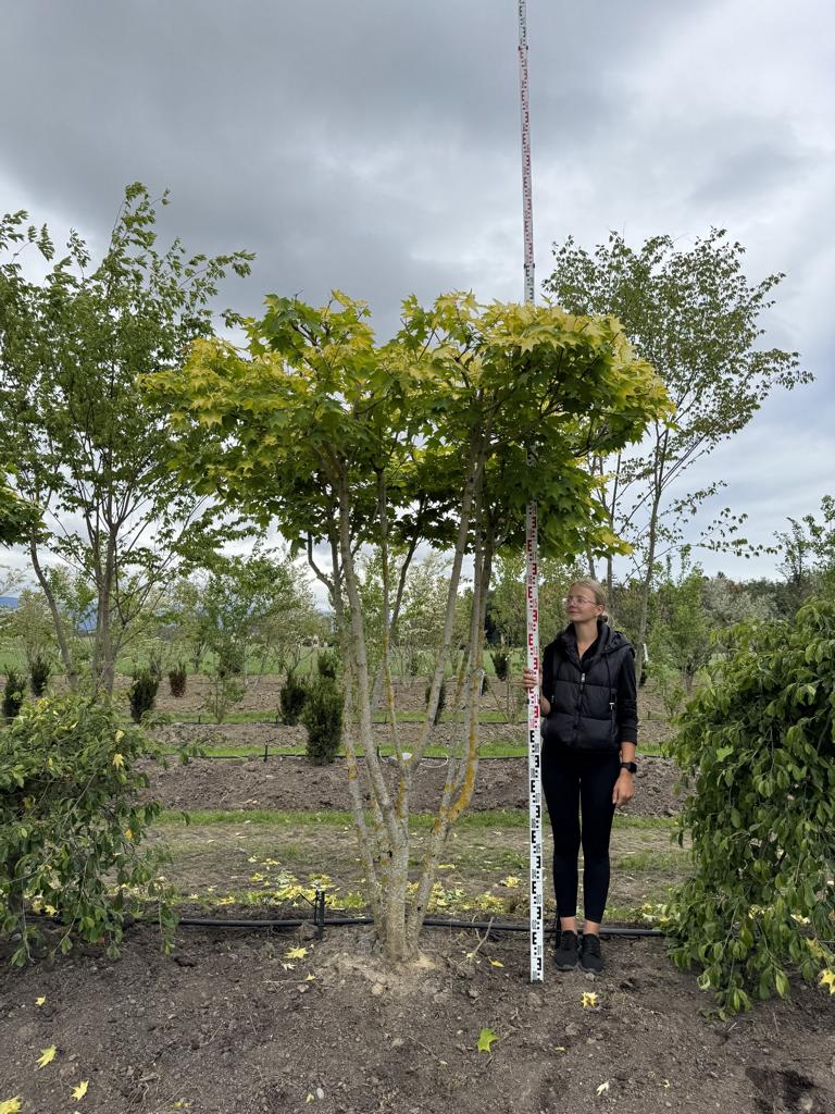 Acer cappadocicum 'Aureum' Schirmform