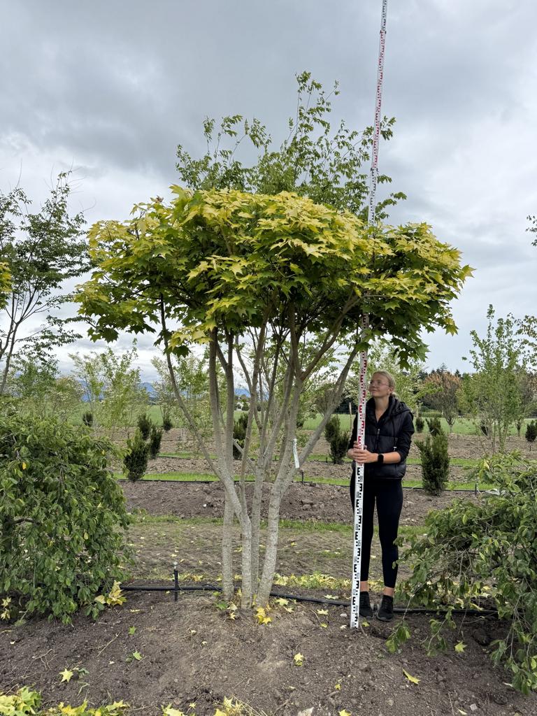 Acer cappadocicum 'Aureum' Schirmform