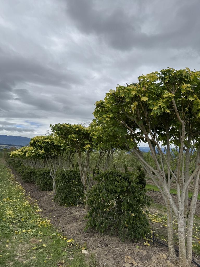 Acer cappadocicum 'Aureum' Schirmform