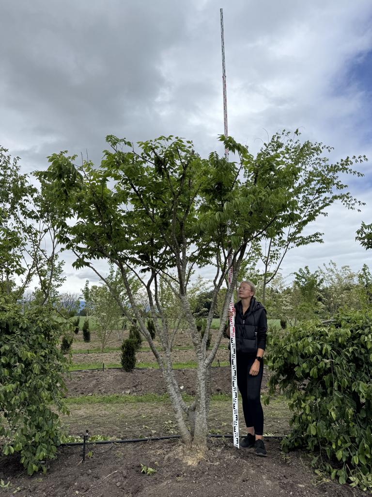 Zelkova serrata Schirmform