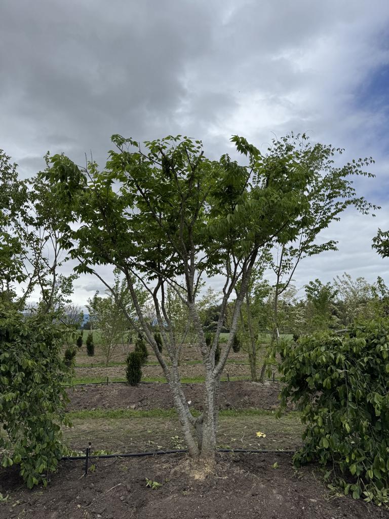 Zelkova serrata Schirmform