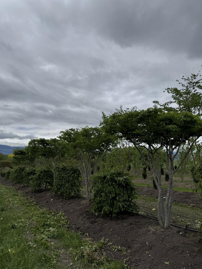 Zelkova serrata Schirmform