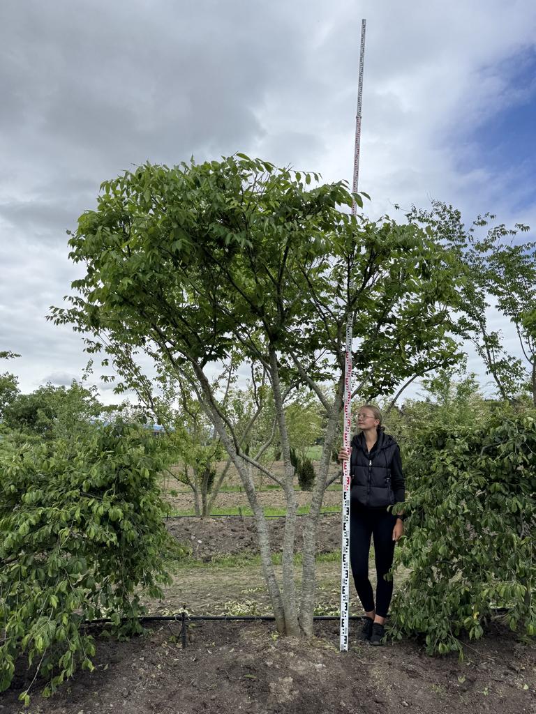Zelkova serrata Schirmform