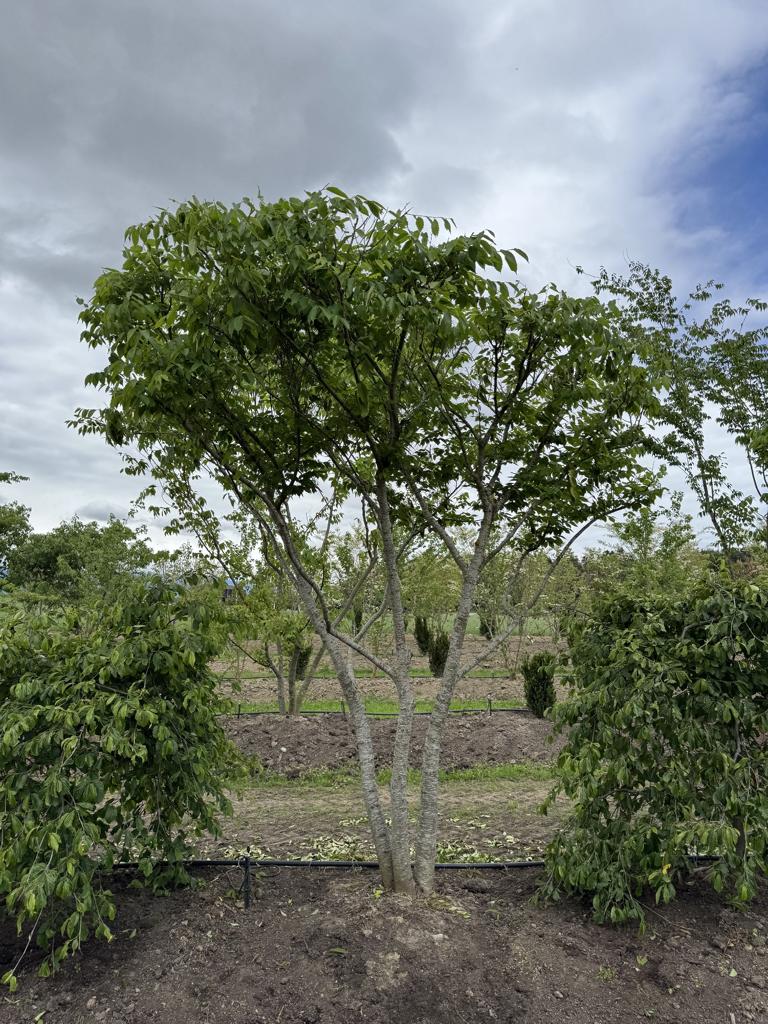 Zelkova serrata Schirmform