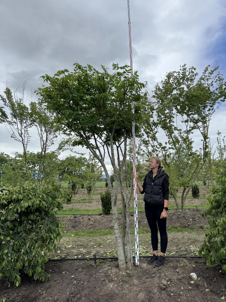 Zelkova serrata Schirmform