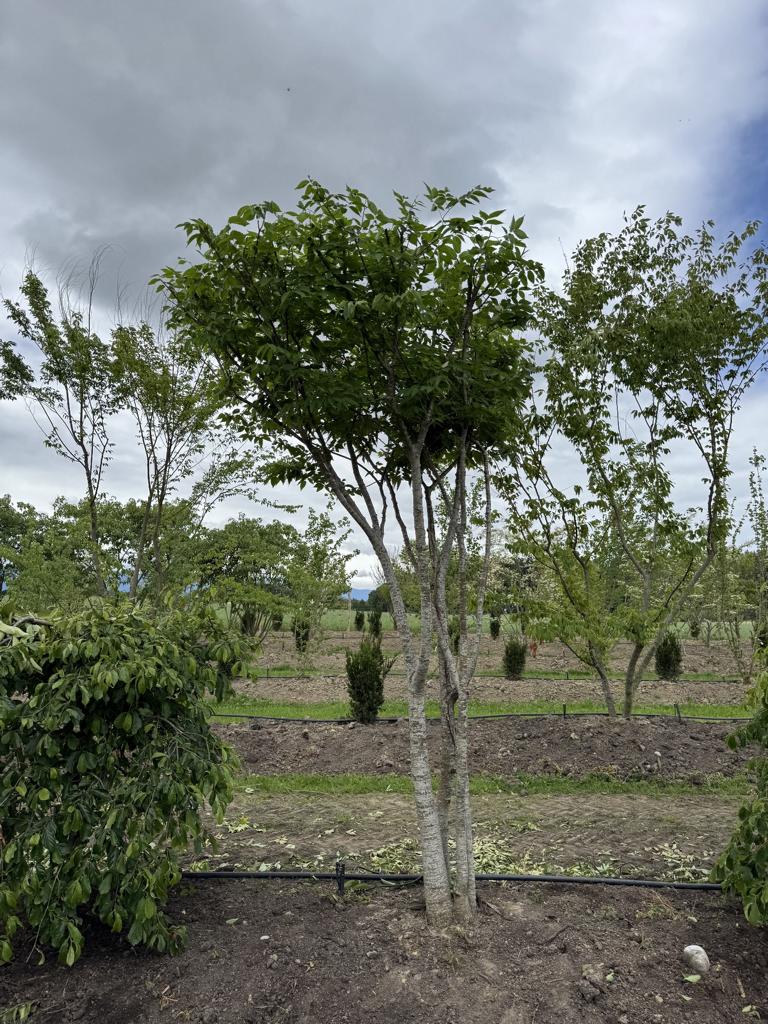Zelkova serrata Schirmform