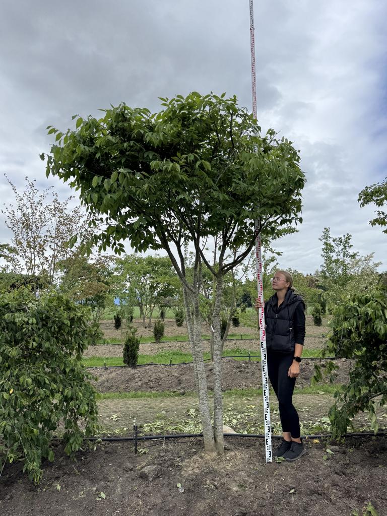 Zelkova serrata Schirmform