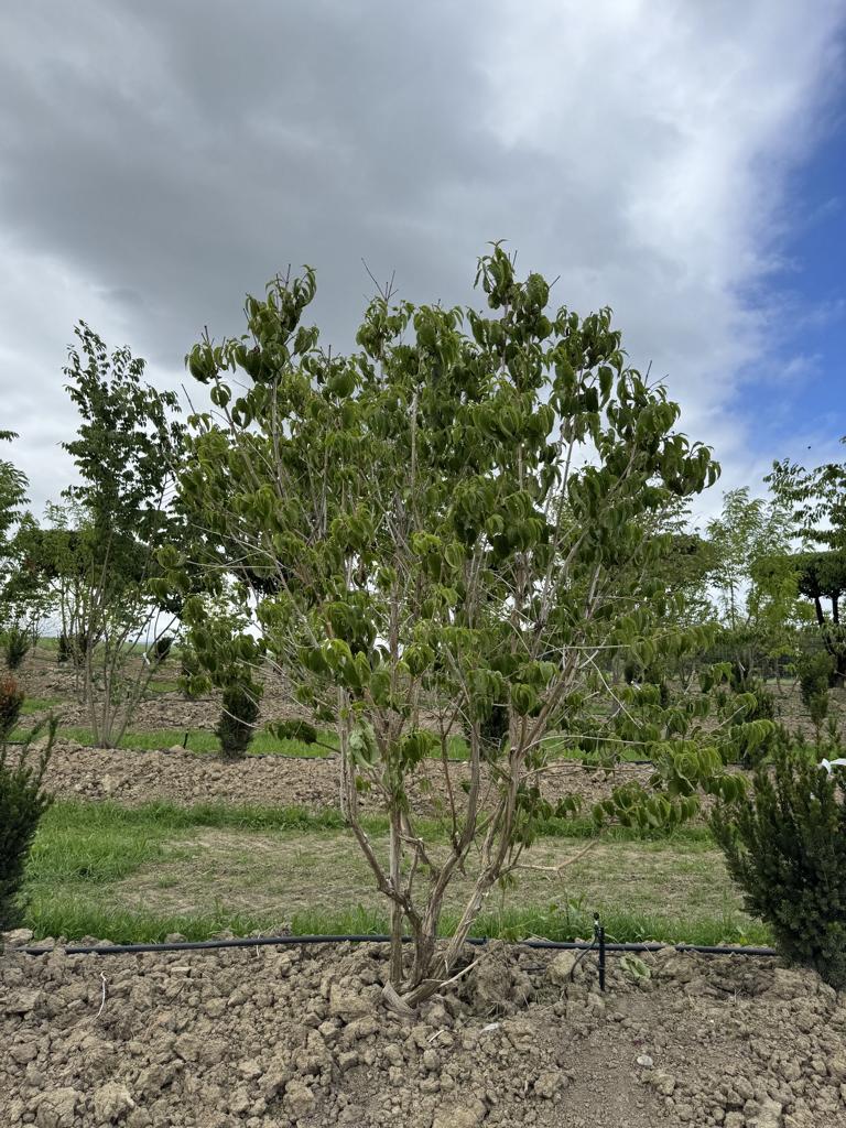 Heptacodium miconioides