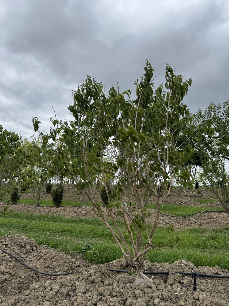 Heptacodium miconioides