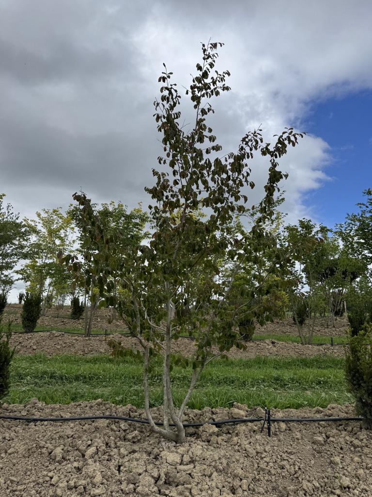 Parrotia persica