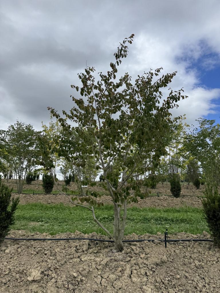 Parrotia persica