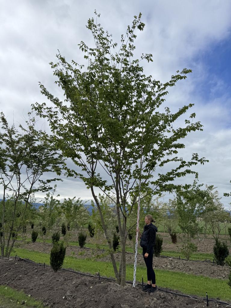 Zelkova serrata