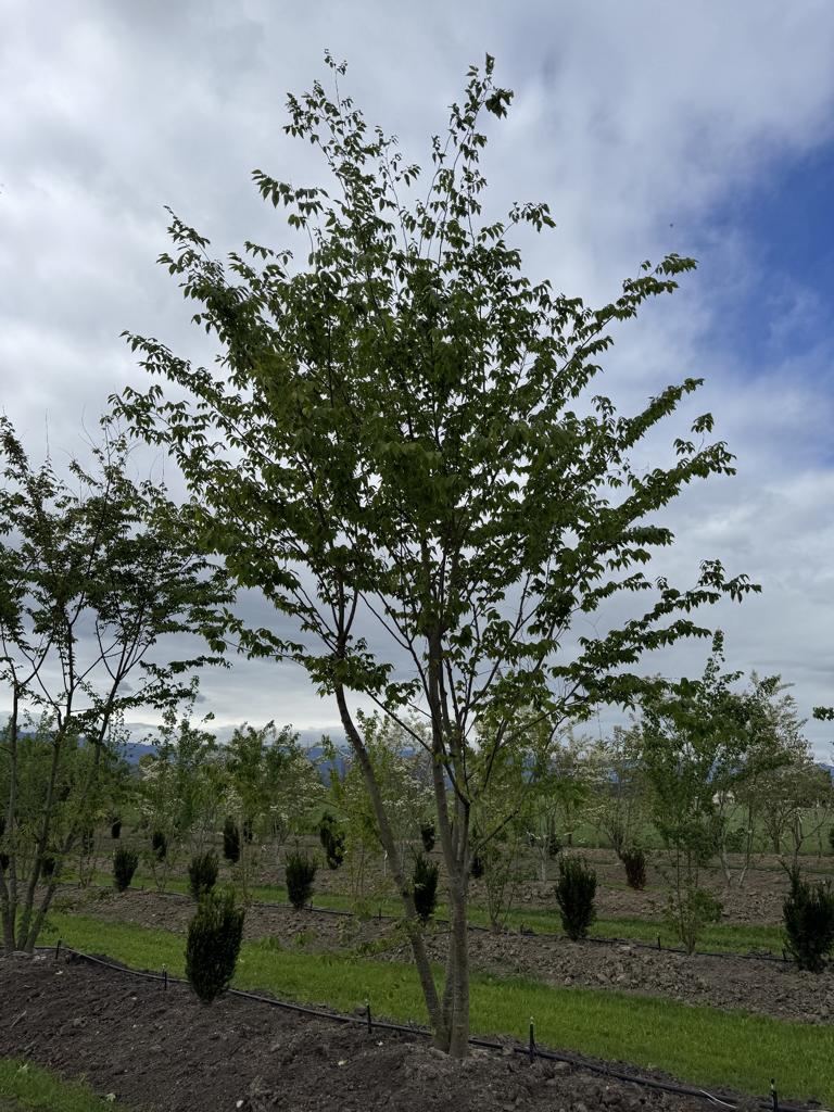 Zelkova serrata