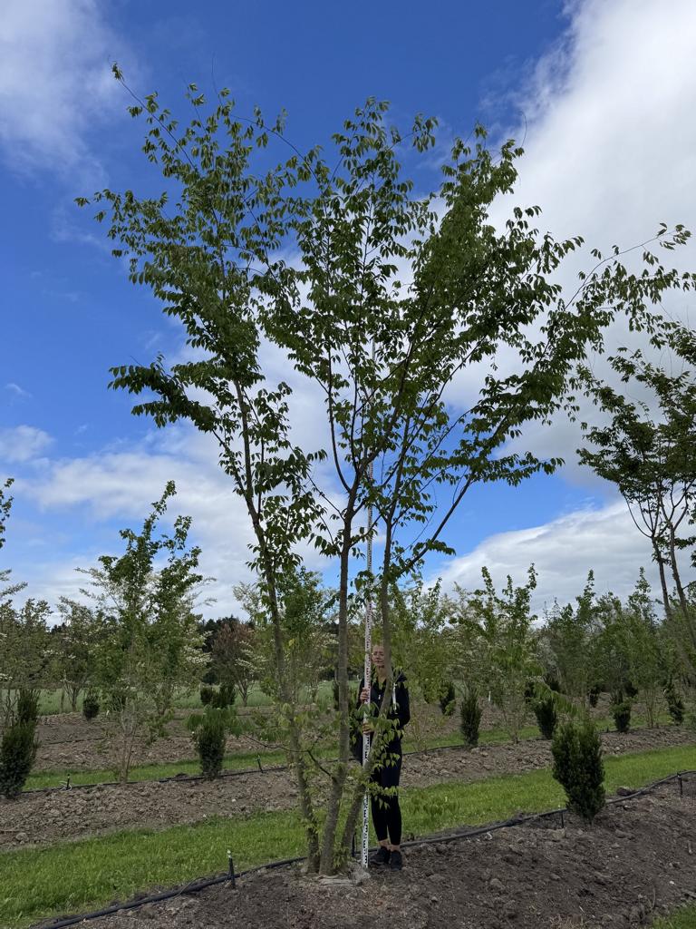 Zelkova serrata