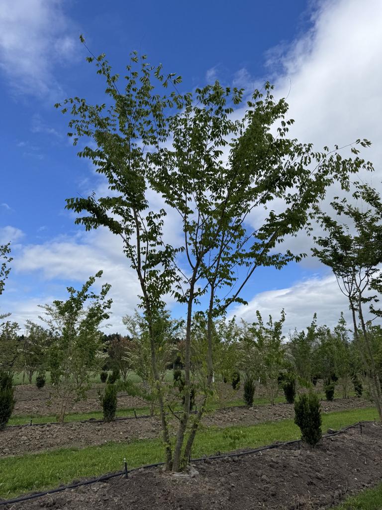 Zelkova serrata