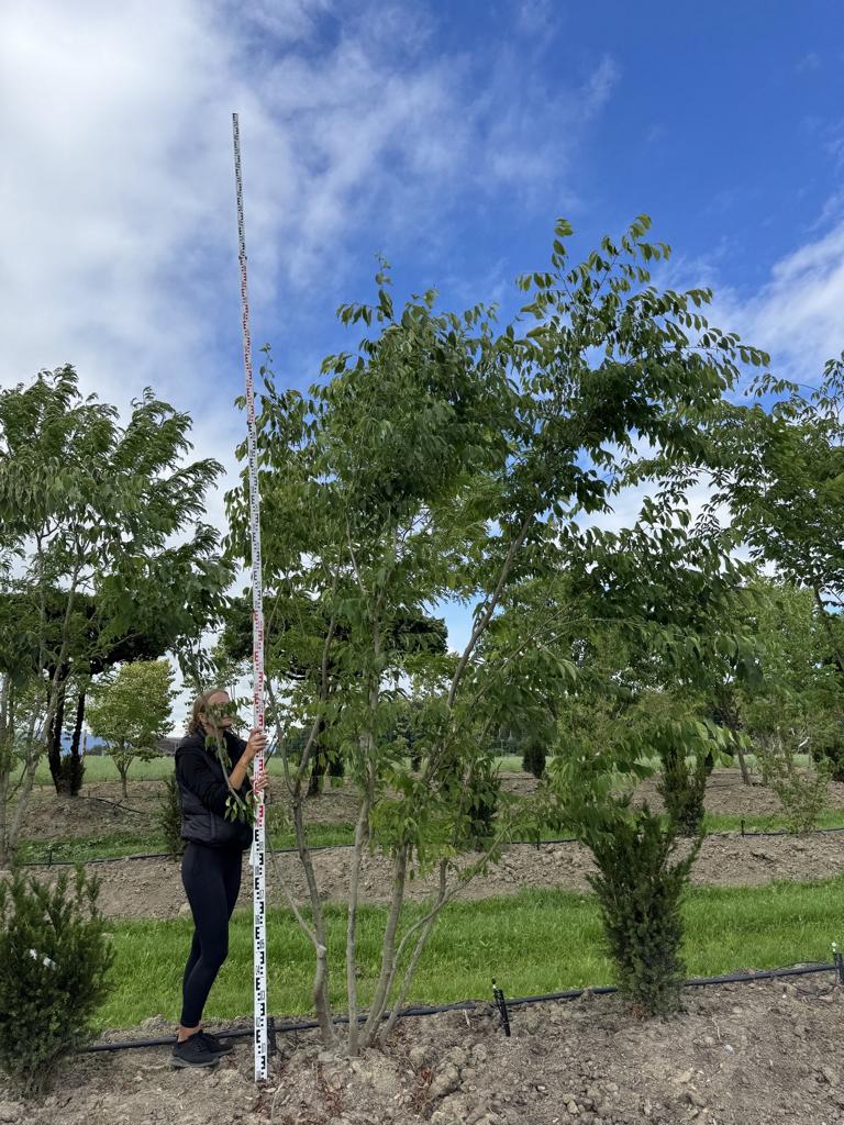Zelkova serrata