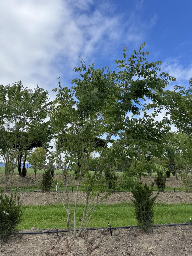 Zelkova serrata