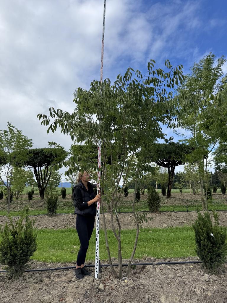 Zelkova serrata