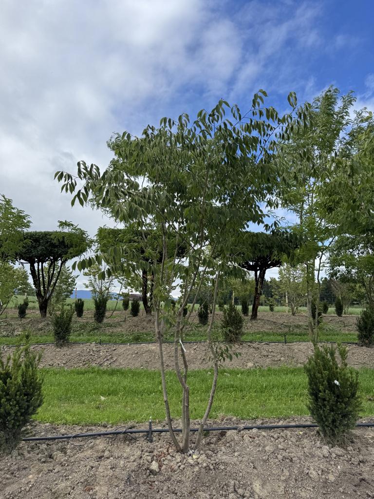 Zelkova serrata