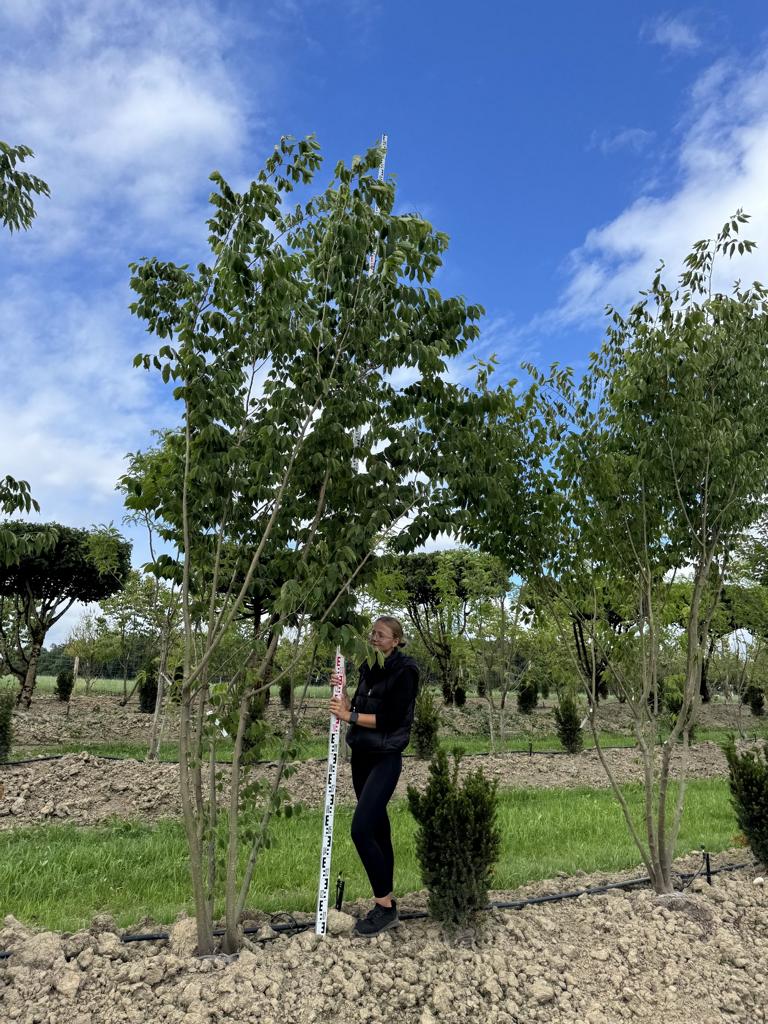 Zelkova serrata