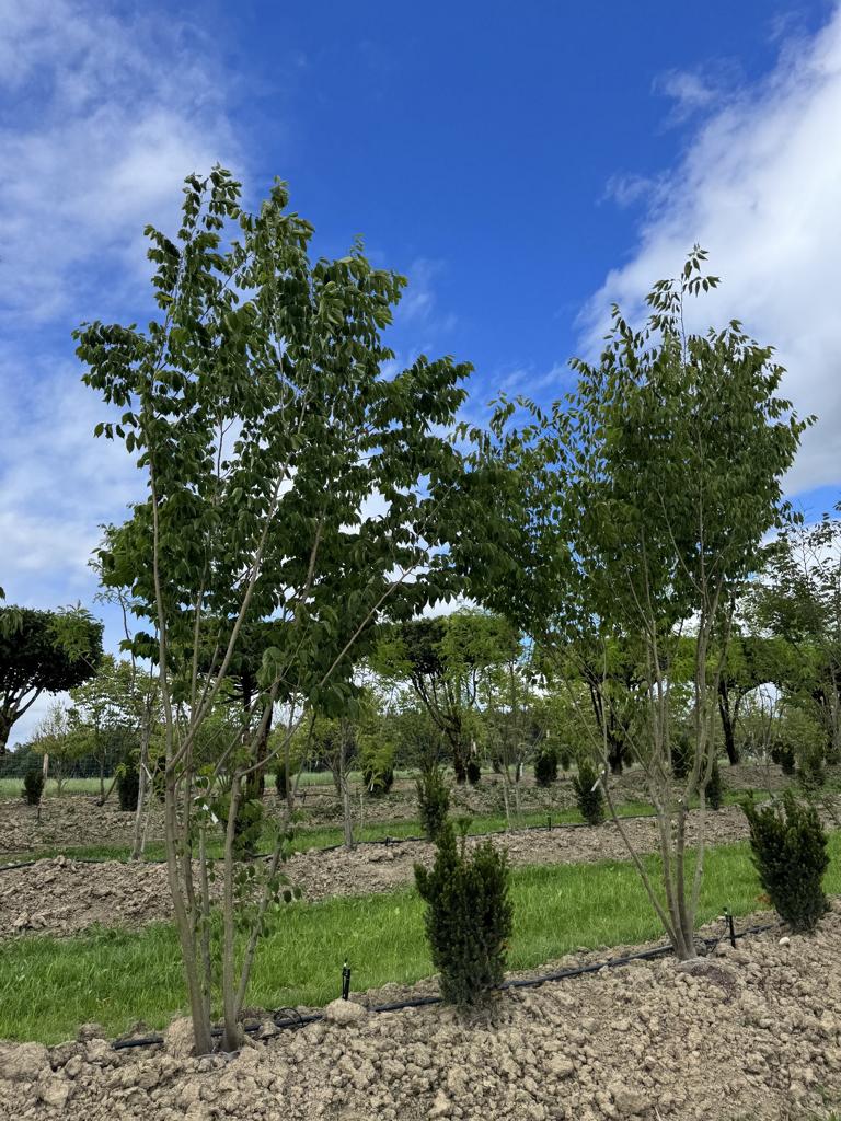 Zelkova serrata