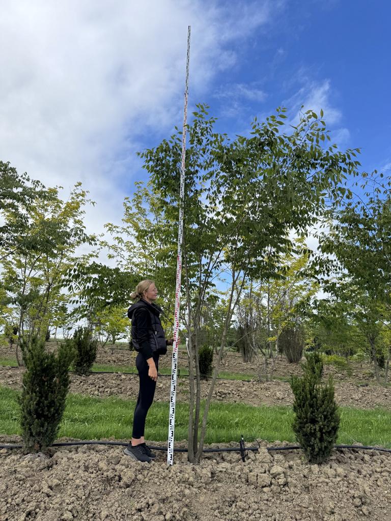 Zelkova serrata