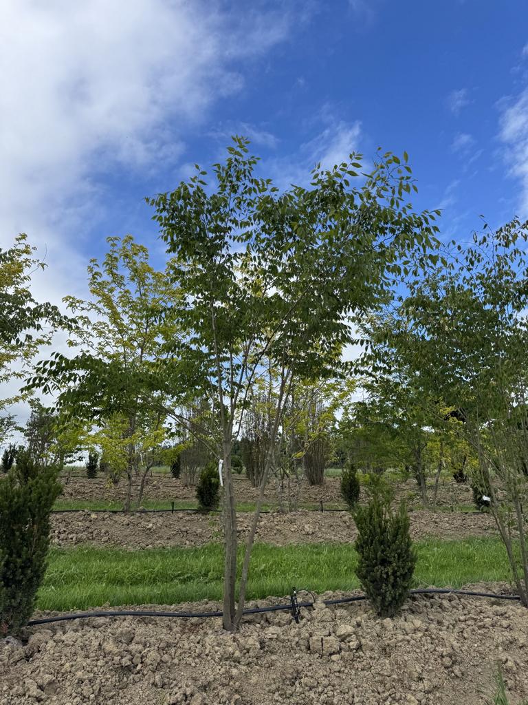 Zelkova serrata
