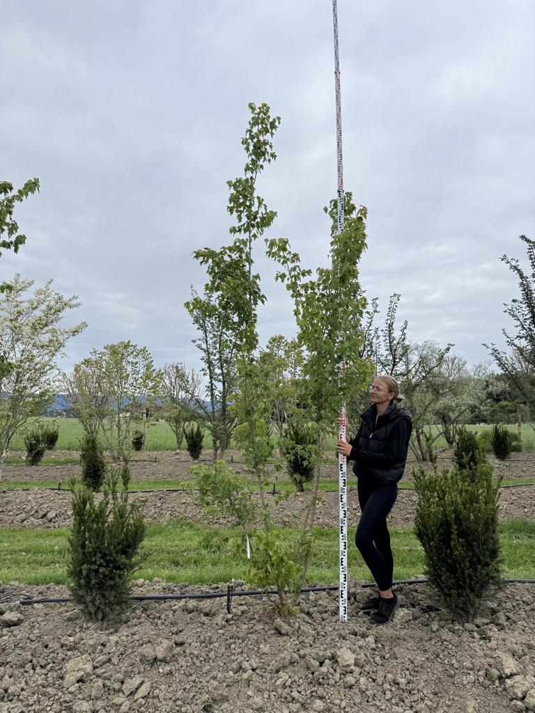 Acer buergerianum