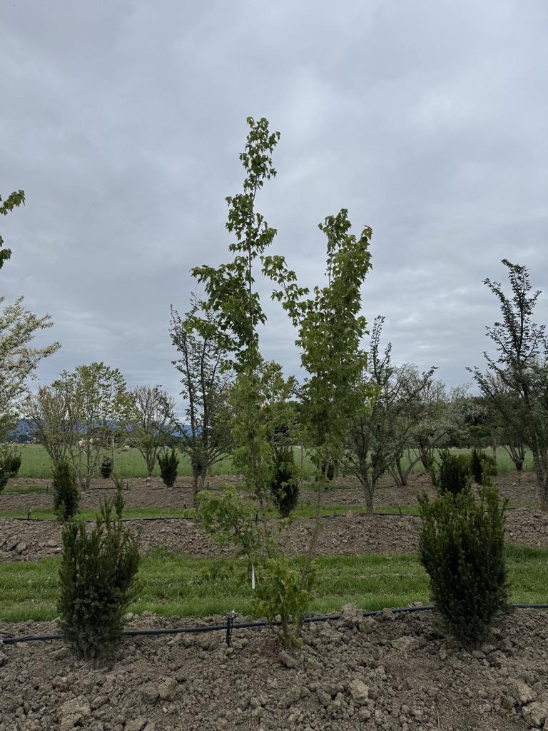 Acer buergerianum
