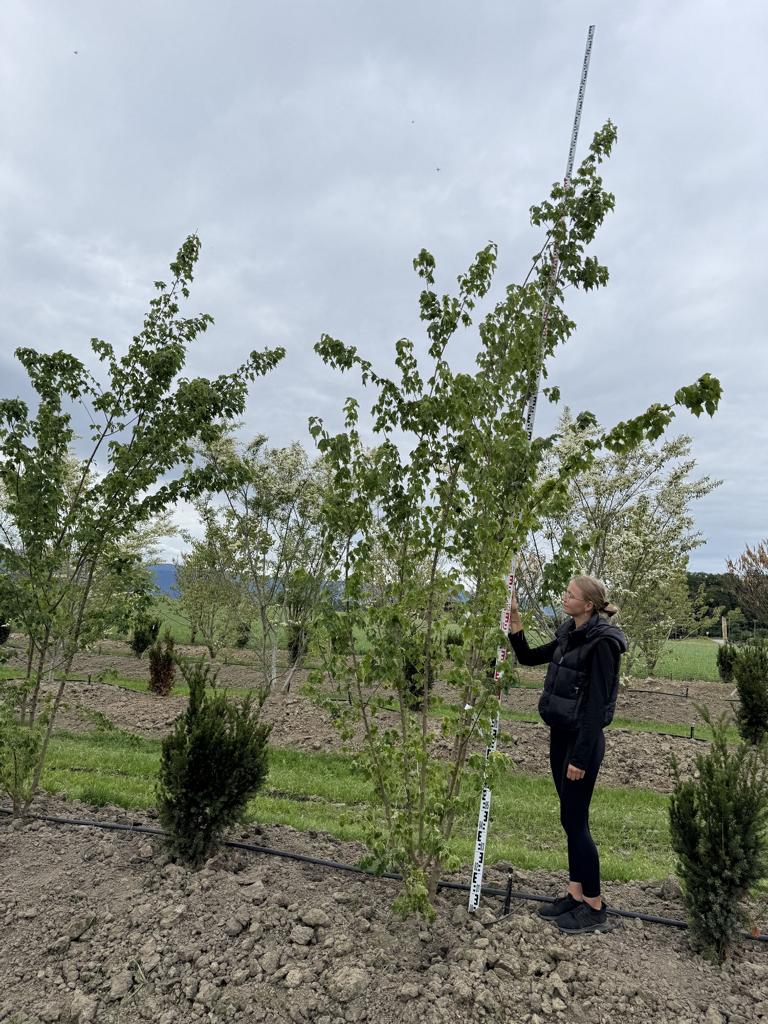 Acer buergerianum