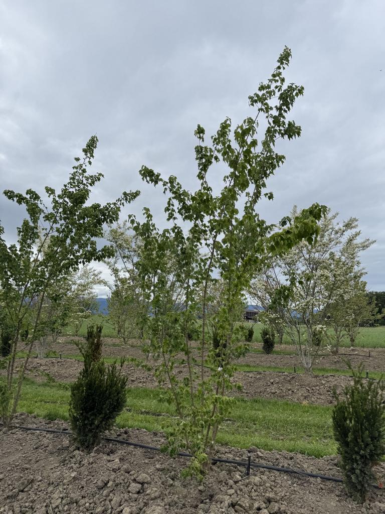 Acer buergerianum