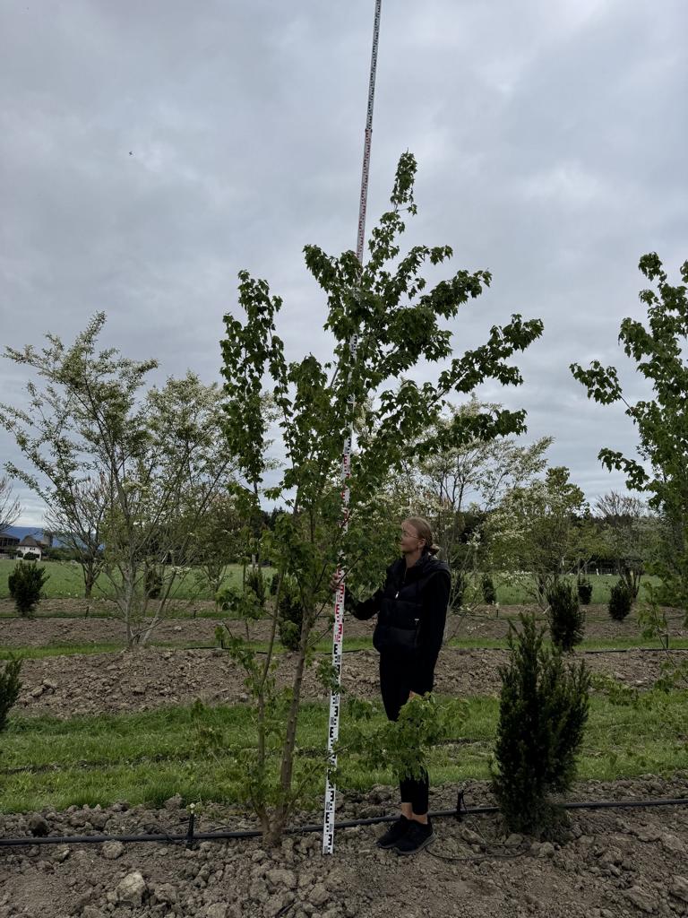 Acer buergerianum