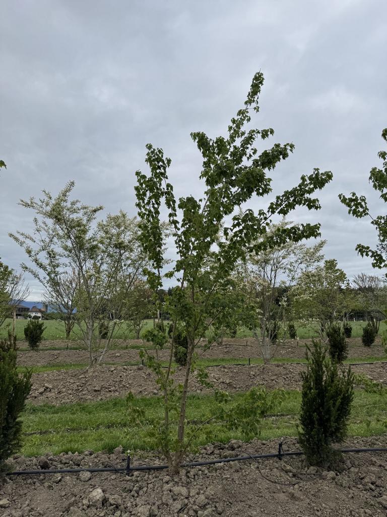 Acer buergerianum