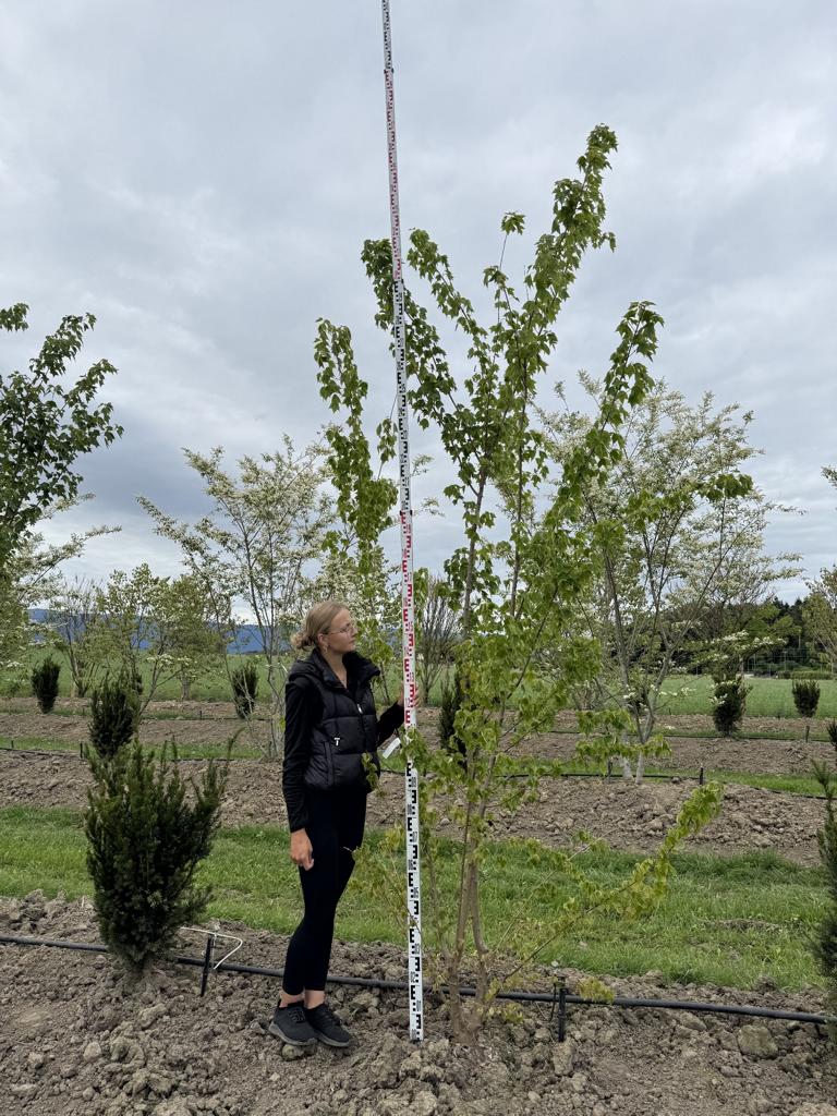 Acer buergerianum