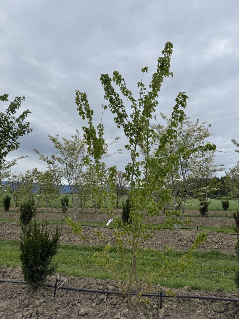 Acer buergerianum