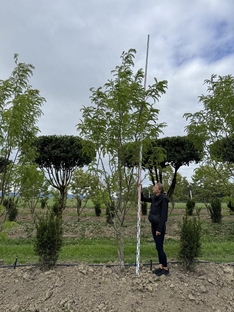 Gleditsia triacanthos 'Skyline'