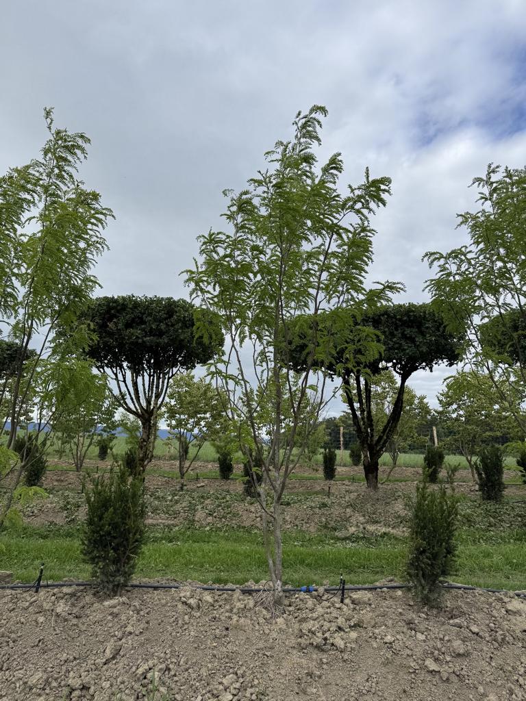 Gleditsia triacanthos 'Skyline'