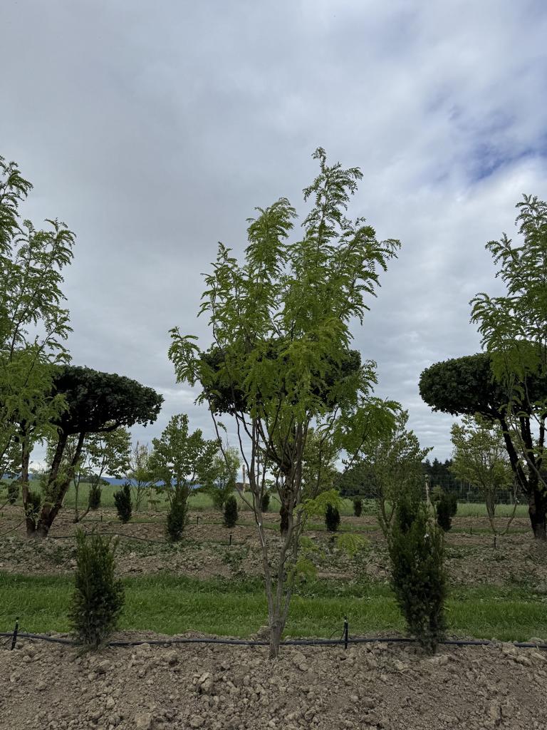 Gleditsia triacanthos 'Skyline'