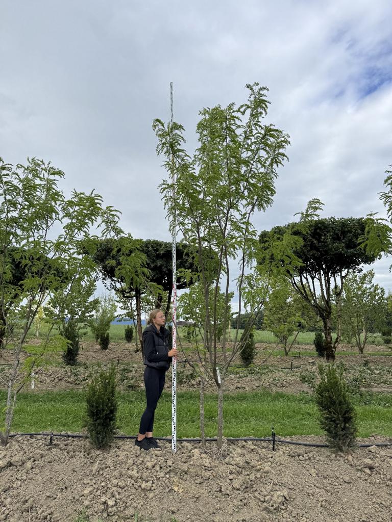 Gleditsia triacanthos 'Skyline'