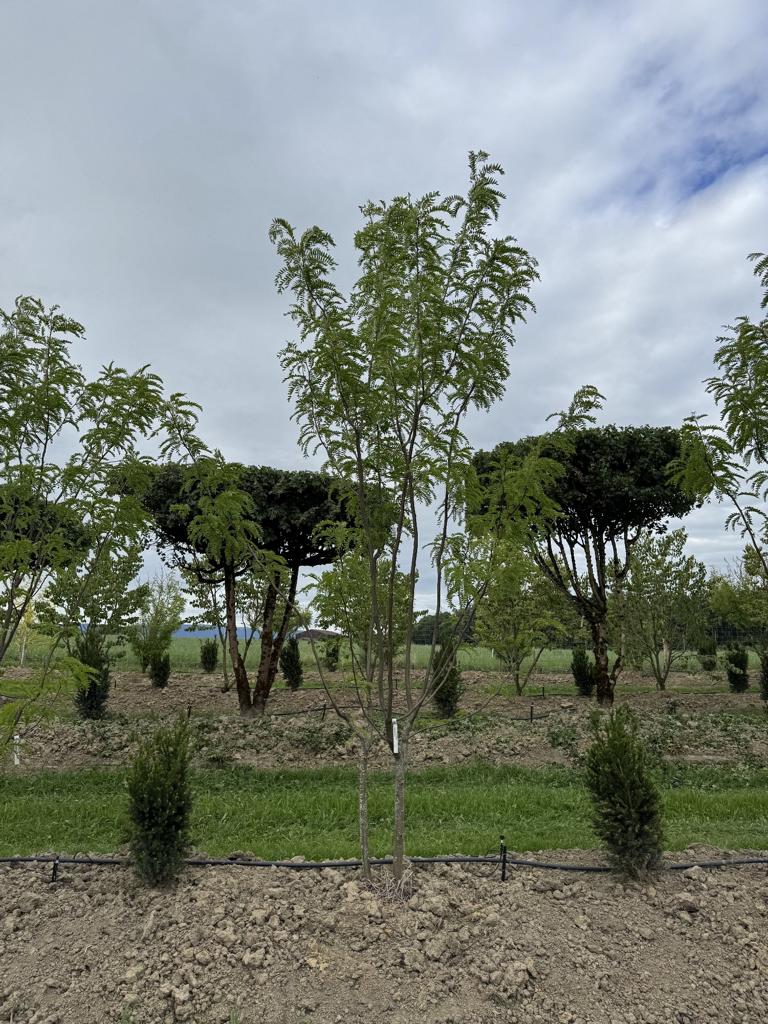 Gleditsia triacanthos 'Skyline'