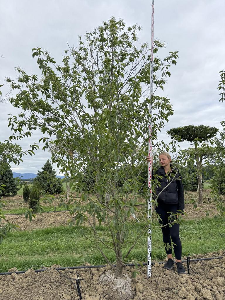 Alnus spaethii (x)