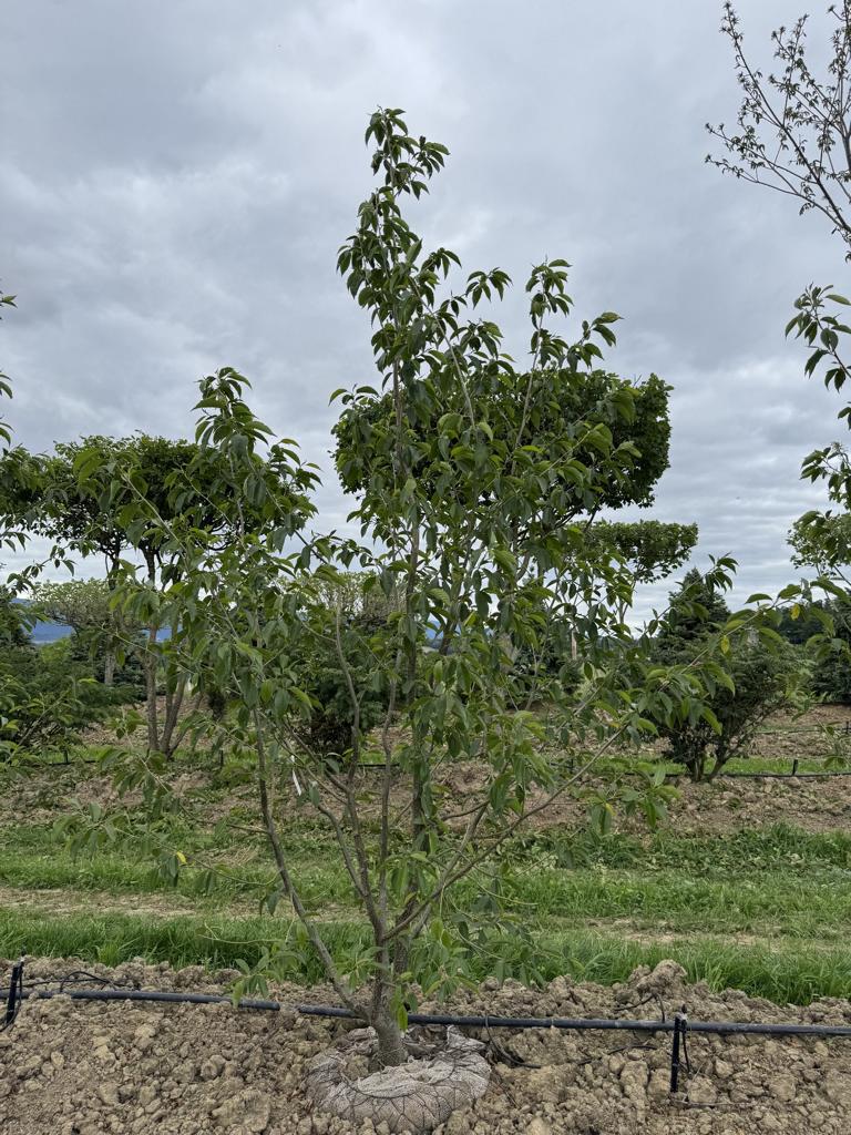 Alnus spaethii (x)