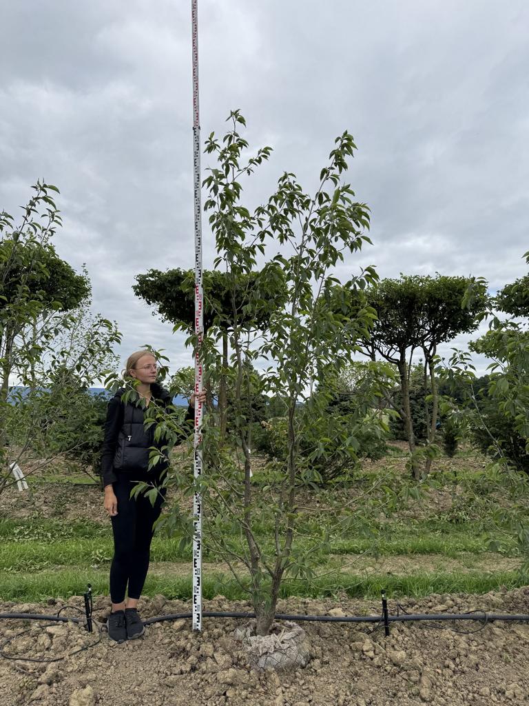 Alnus spaethii (x)
