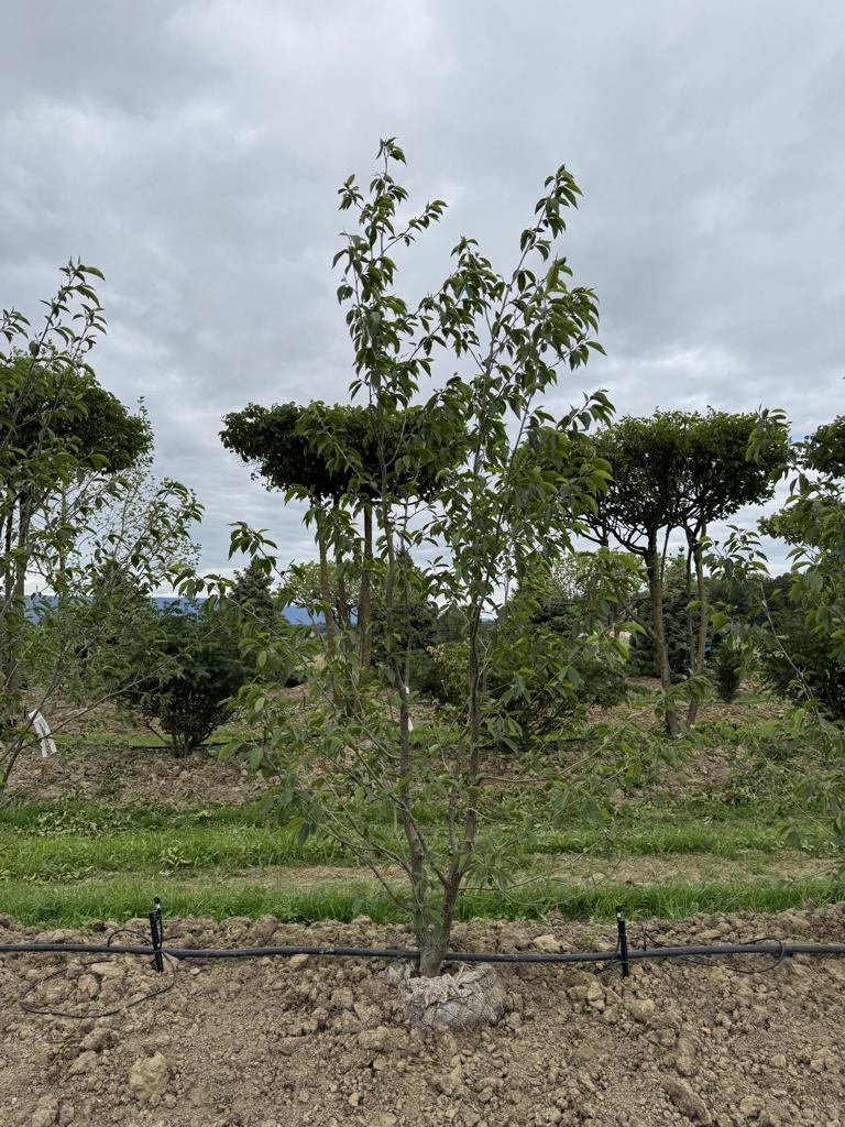 Alnus spaethii (x)