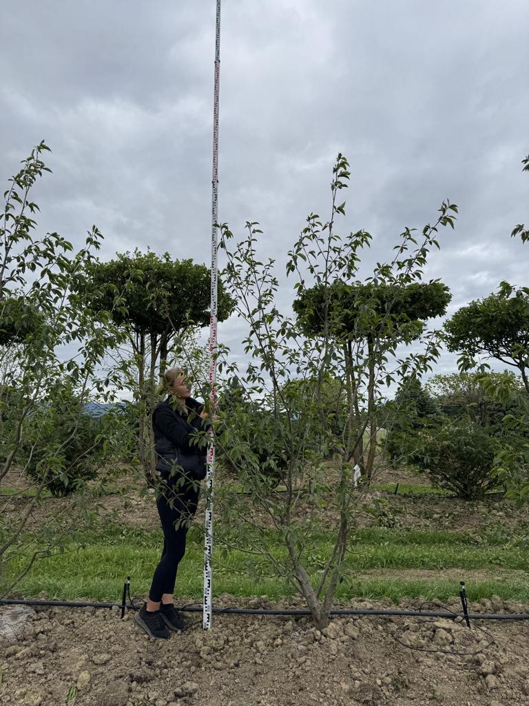 Alnus spaethii (x)