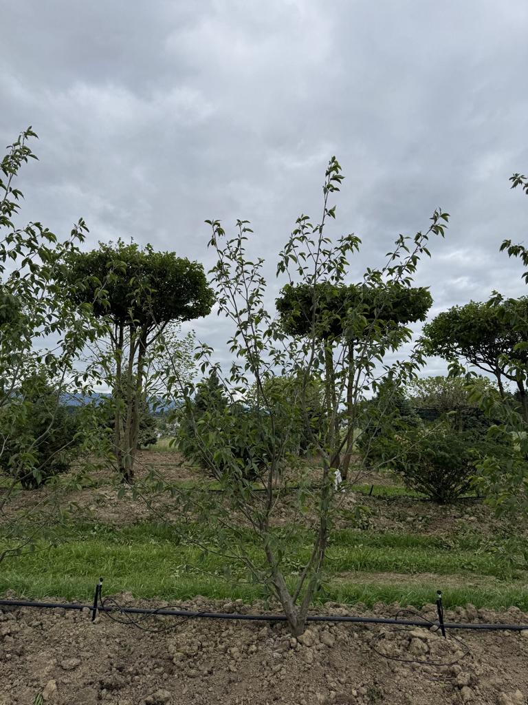 Alnus spaethii (x)