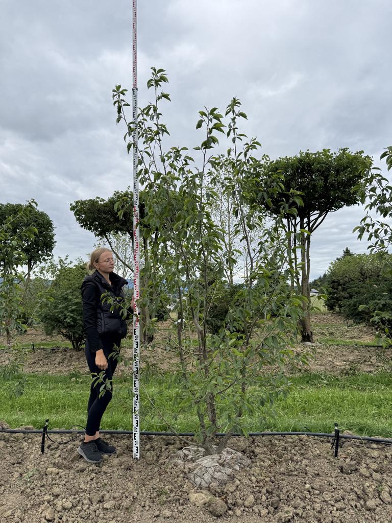 Alnus spaethii (x)