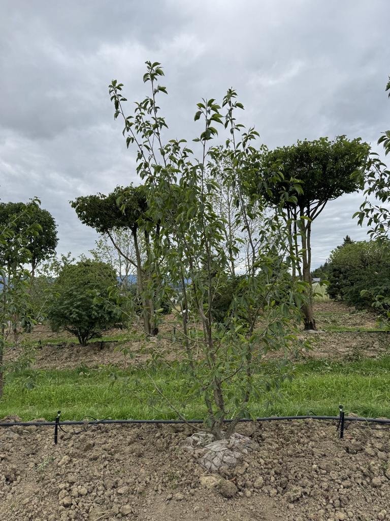 Alnus spaethii (x)