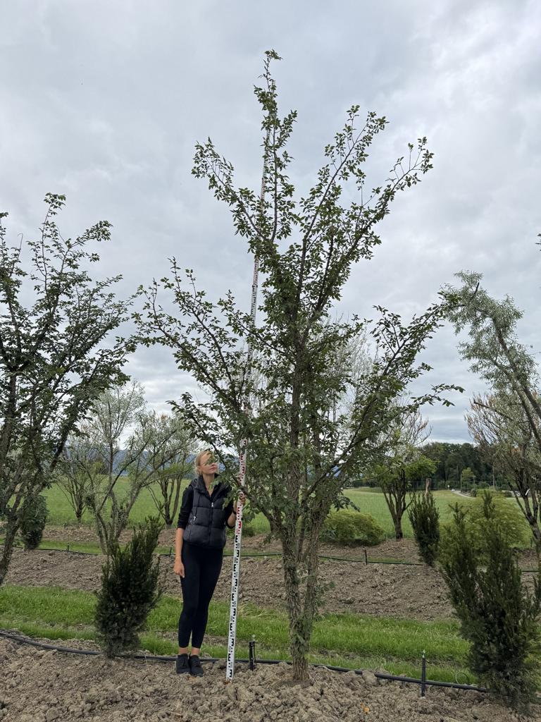 Ulmus minor 'Supercork'