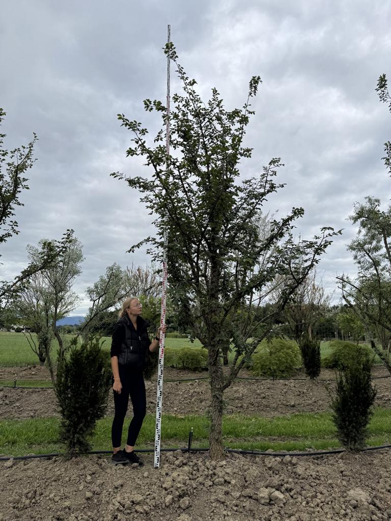 Ulmus minor 'Supercork'
